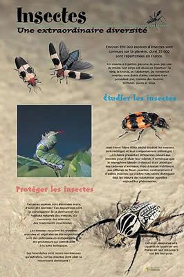 24 les insectes